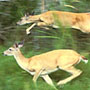 two fleeing columbian white tailed deer