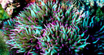 cluster of green and purple sea anemones