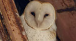 a barn owl in the rafters of a barn