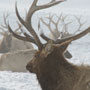 roosevelt elk