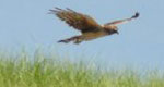 harrier flying over grass