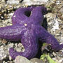 a purple ochre star