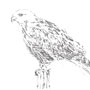 rough legged hawk