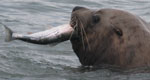 steller sea lion