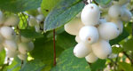 snowberries