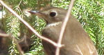 swainson's thrush