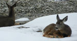 mule deer