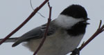 black capped chickadee